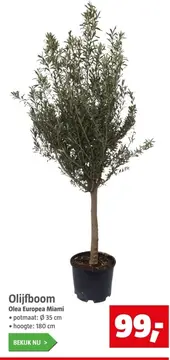 Aanbieding: Olijfboom Olea Europea Miami