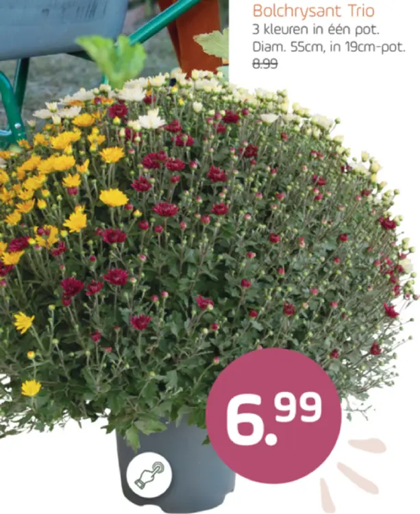 Aanbieding: Bolchrysant Trio