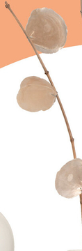Aanbieding: Droogbloemen tak Capiz - goud - 78 cm