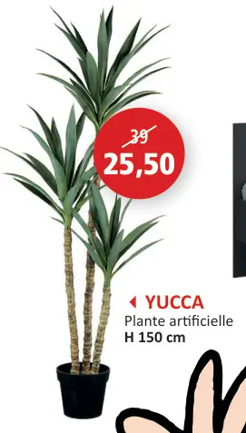 Offre: Yucca