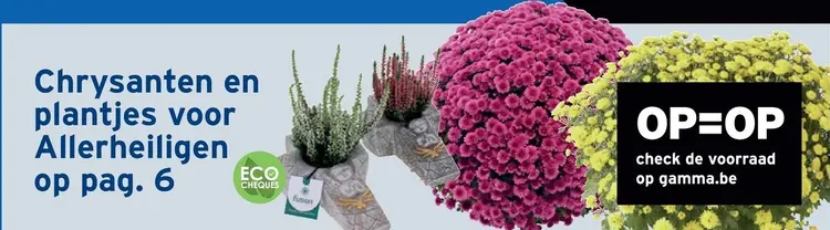 Promotie: Chrysanten en plantjes voor Allerheiligen