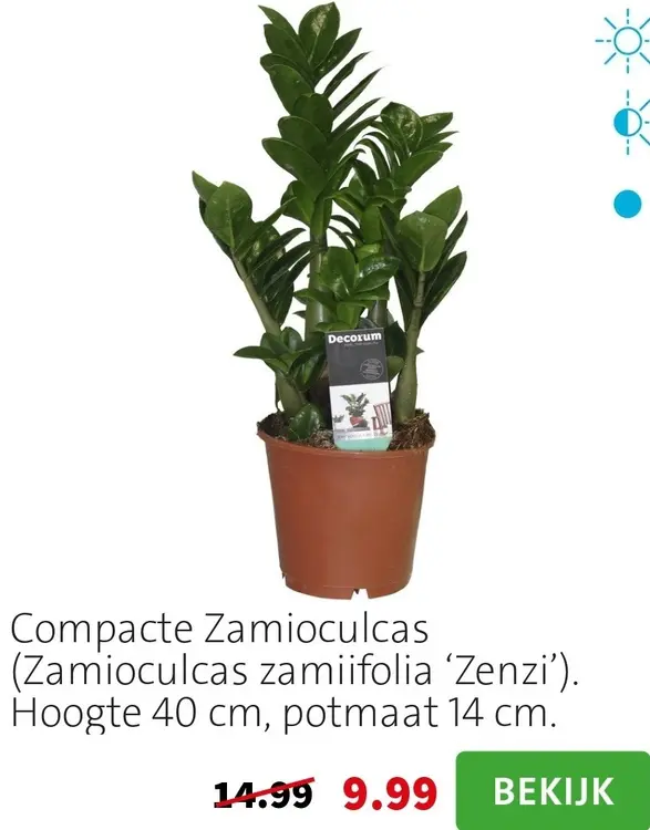 Aanbieding: Compacte Zamioculcas