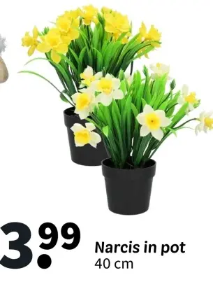 Promotie: Narcis in pot