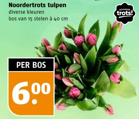 Aanbieding: Noordertrots tulpen