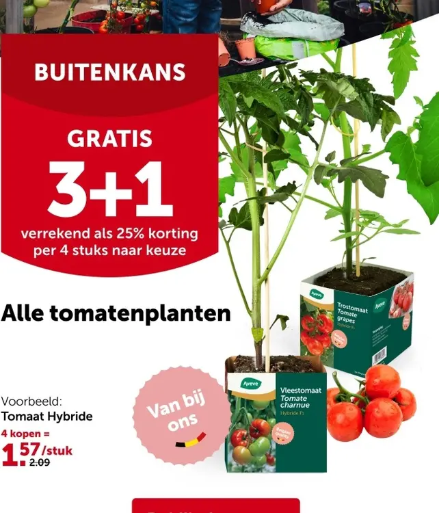 Promotie: Tomatenplanten