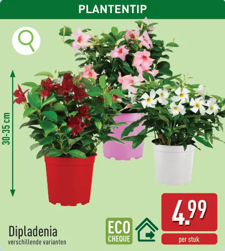 Promotie: Dipladenia