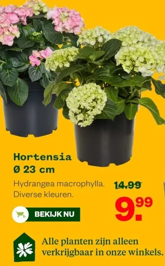 Aanbieding: Hortensia