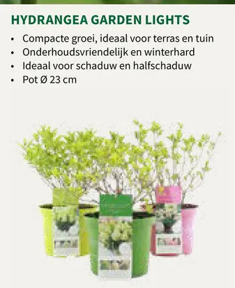 Promotie: Hydrangea Garden Lights