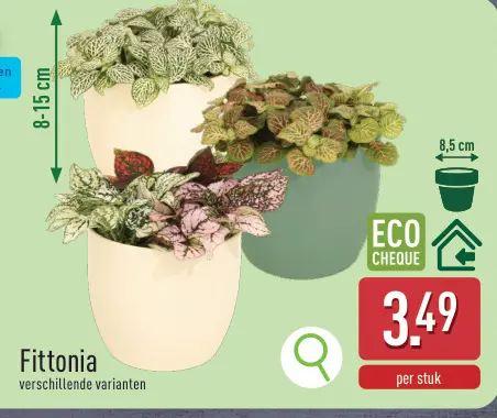 Promotie: Fittonia