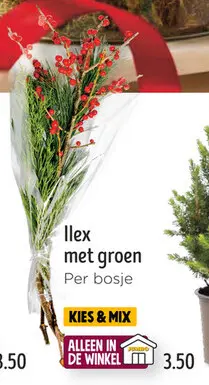 Aanbieding: Ilex met groen