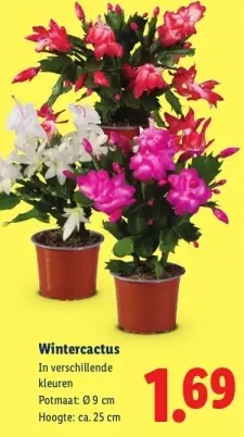 Aanbieding: Wintercactus