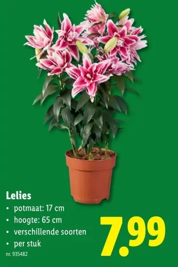 Aanbieding: Lelies
