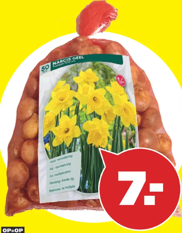 Aanbieding: Narcissen in XXL-verpakking