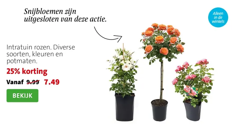 Aanbieding: Intratuin rozen