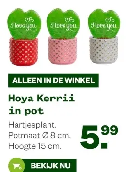 Aanbieding: Hoya Kerrii in pot
