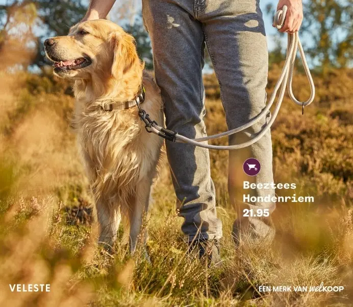 Aanbieding: Hondenriem