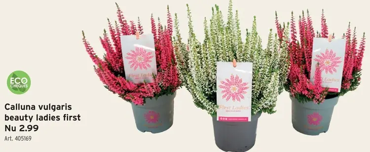 Promotie: Calluna vulgaris beauty ladies first