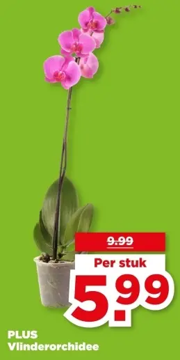 Aanbieding: Vlinderorchidee