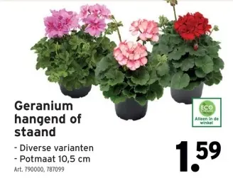 Promotie: Geranium hangend of staand