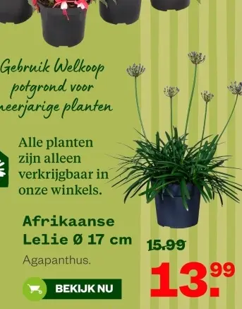 Aanbieding: Afrikaanse Lelie