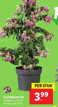 Aanbieding: Fuchsiastruik