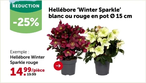Offre: Hellébore 'Winter Sparkle'