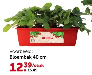 Promotie: Aardbeien in bloembak 40 cm