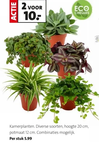Promotie: Kamerplanten