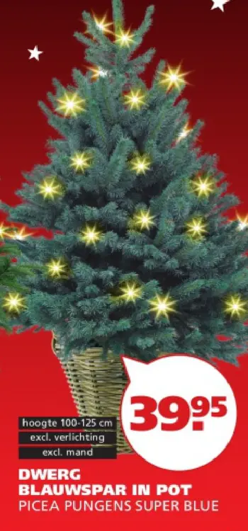 Aanbieding: Dwerg blauwspar in pot