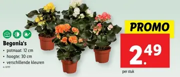 Aanbieding: Begonia's