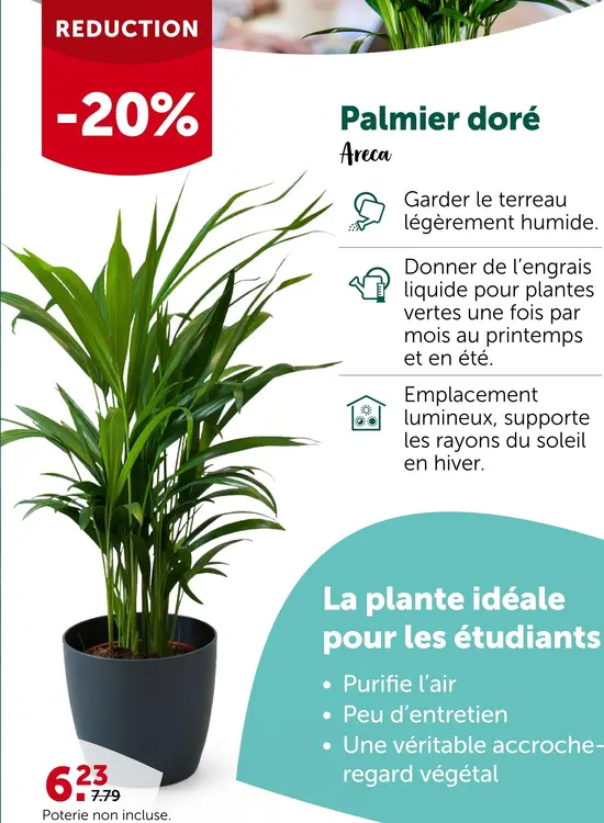 Offre: Areca Palmier doré