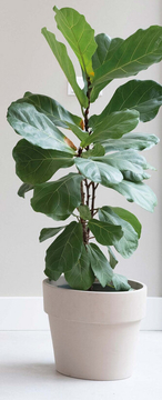 Aanbieding: Ficus Lyrata