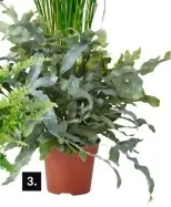 Aanbieding: Blauwvaren Phlebodium