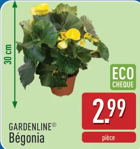 Offre: Bégonia