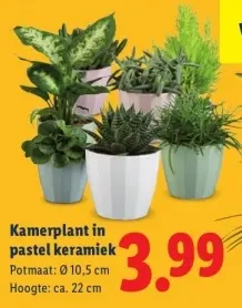 Aanbieding: Kamerplant in pastel keramiek