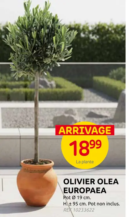 Offre: Olivier olea europaea