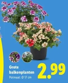Aanbieding: Grote balkonplanten