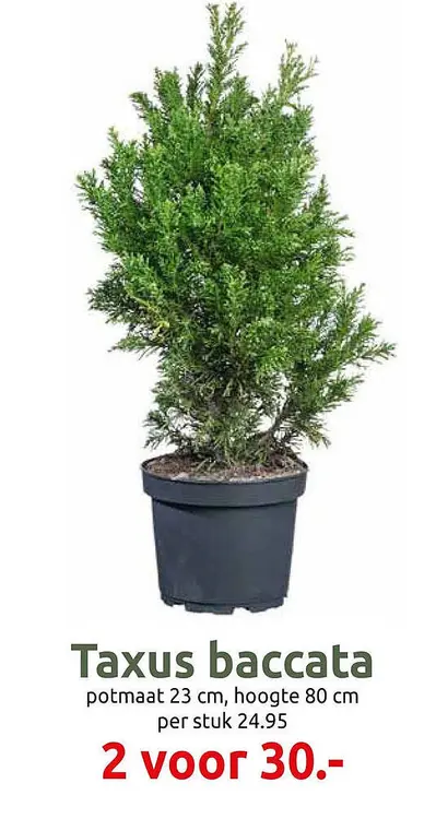 Aanbieding: Taxus baccata