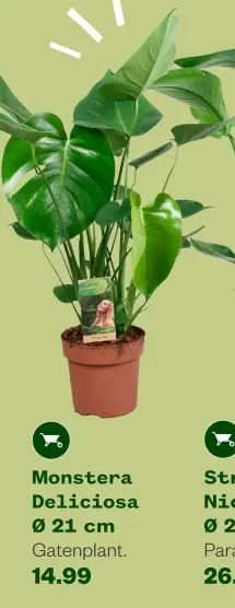 Aanbieding: Monstera Deliciosa