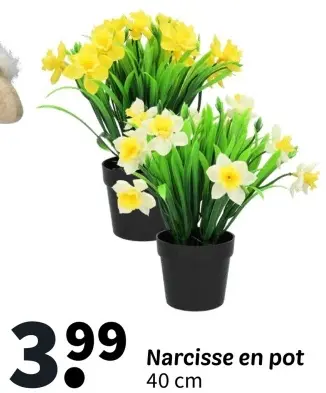 Offre: Narcisse en pot