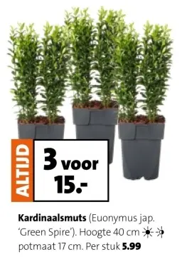 Aanbieding: Kardinaalsmuts 