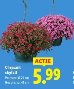 Aanbieding: Chrysant skyfall