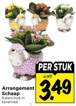 Arrangement Schaap