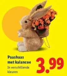 Aanbieding: Paashaas met kalanchoe
