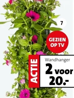 Aanbieding: Wandhanger met zomerbloeiers