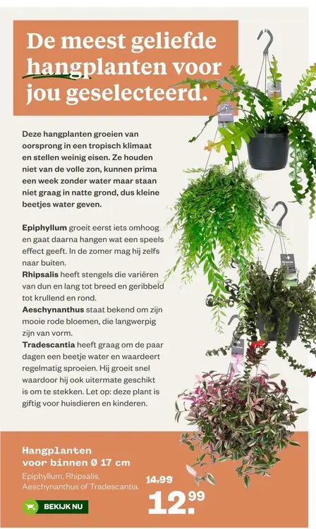 Aanbieding: Hangplanten voor binnen