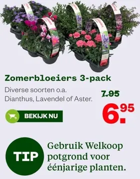 Aanbieding: Zomerbloeiers 3-pack