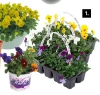 Aanbieding: Viola Clayette Cornuta