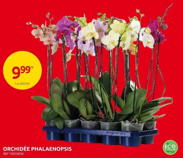 Offre: Orchidée
