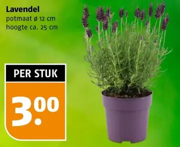 Aanbieding: Lavendel